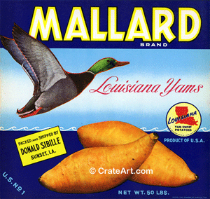 MALLARD (Y)