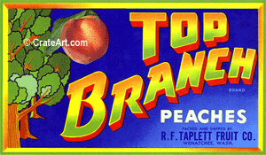 TOP BRANCH (PE)