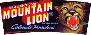 MOUNTAIN LION (PE) #1