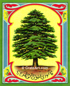 CEDAR TREE (CL)