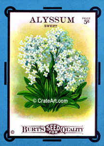 ALYSSUM (SF) #127B