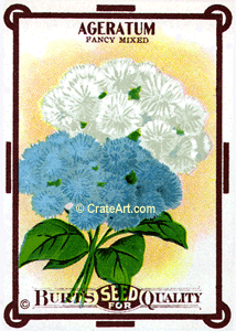 AGERATUM (SF) #146