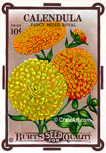 CALENDULA (SF) #56