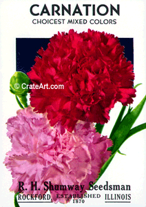 CARNATION (SF) #1494