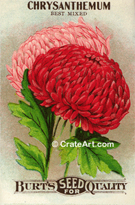 CHRYSANTHEMUM (SF) #114