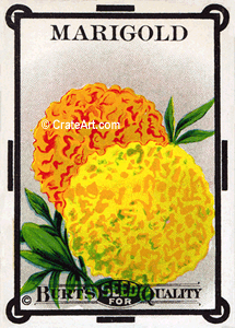 MARIGOLD (SF) #154