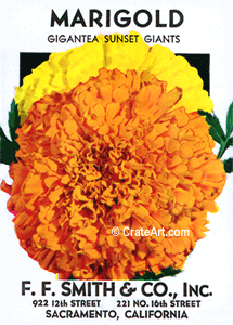 MARIGOLD (SF) #2783