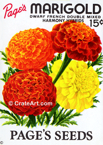 MARIGOLD (SF) #8311-58