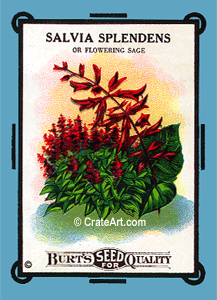 SALVIA SPLENDENS (SF) #140B