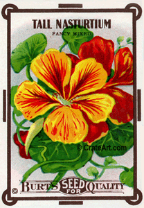 TALL NASTURTIUM (SF) #10