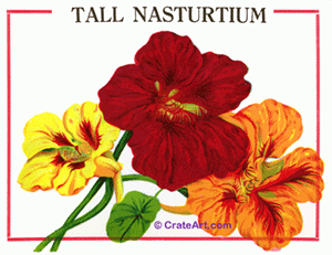 TALL NASTURTIUM (SF) #310