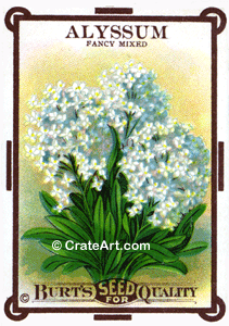 ALYSSUM (SF) #127