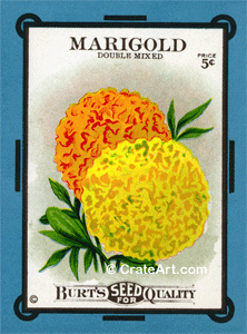 MARIGOLD (SF) #154B