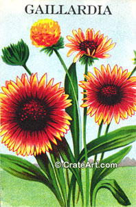 GAILLARDIA (SF) #498