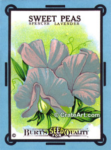 SWEET PEAS (SF) #613B