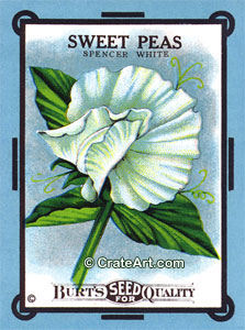 SWEET PEAS (SF) #399B