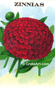 ZINNIAS (SF) #129