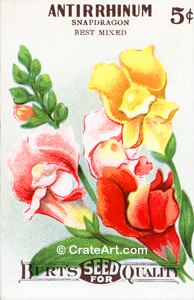 ANTIRRHINUM (SF) #121