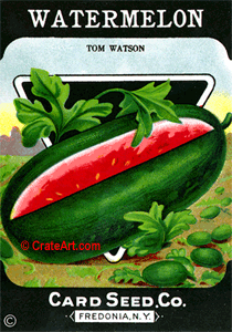 WATERMELON (SM) #465