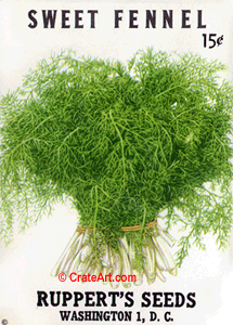 SWEET FENNEL (SH) #3378