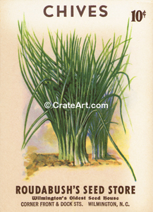 CHIVES (SH) #127