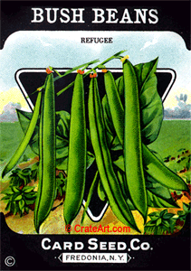 BUSH BEANS (SV) #456