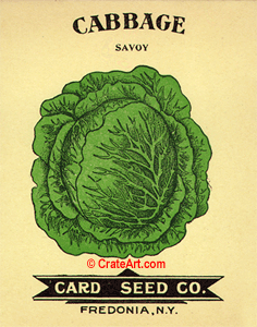 CABBAGE (SV) #3