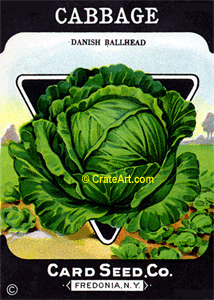 CABBAGE (SV) #455