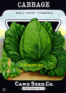 CABBAGE (SV) #381