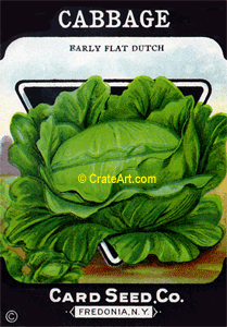 CABBAGE (SV) #395