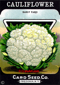 CAULIFLOWER (SV) #555 EP