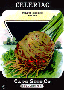 CELERIAC (SV) #626