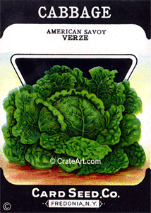 CABBAGE (SV) #803