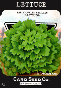 LETTUCE (SV) #391