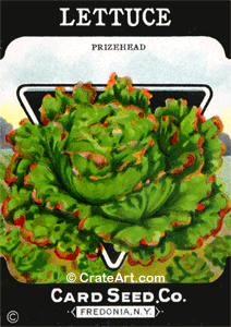 LETTUCE (SV) #393