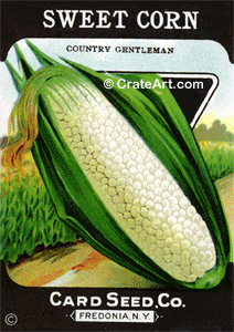 SWEET CORN (SV) #470