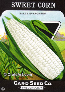 SWEET CORN (SV) #380