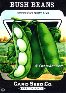 BUSH BEANS (SV) #487