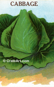 CABBAGE (SV) #332