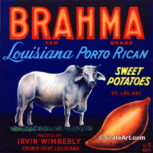 BRAHMA (Y)