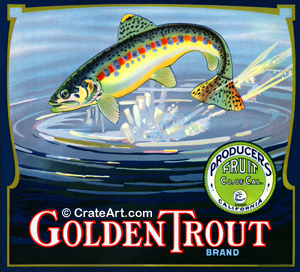 GOLDEN TROUT (O) #1