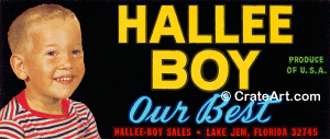 HALLEE BOY (FS)