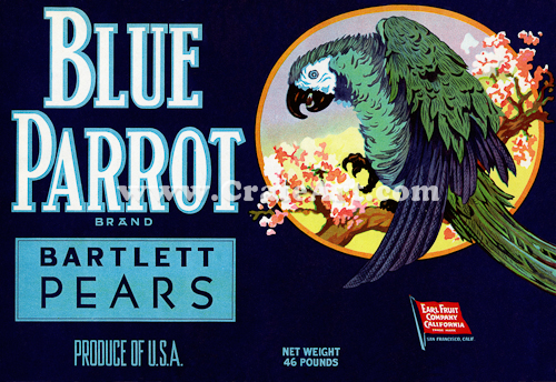 BLUE PARROT (P) #1