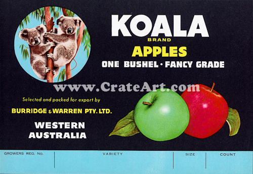 KOALA (AA) #1