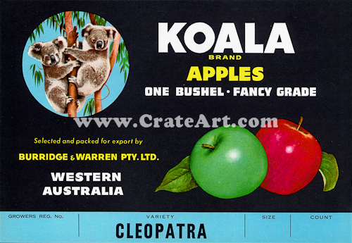 KOALA (AA) #2